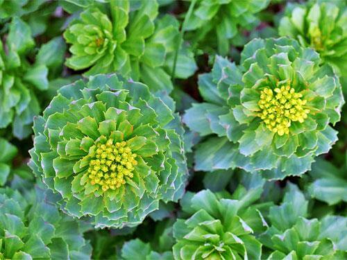 Rhodiola Rosea – zlatni korijen u sportu
