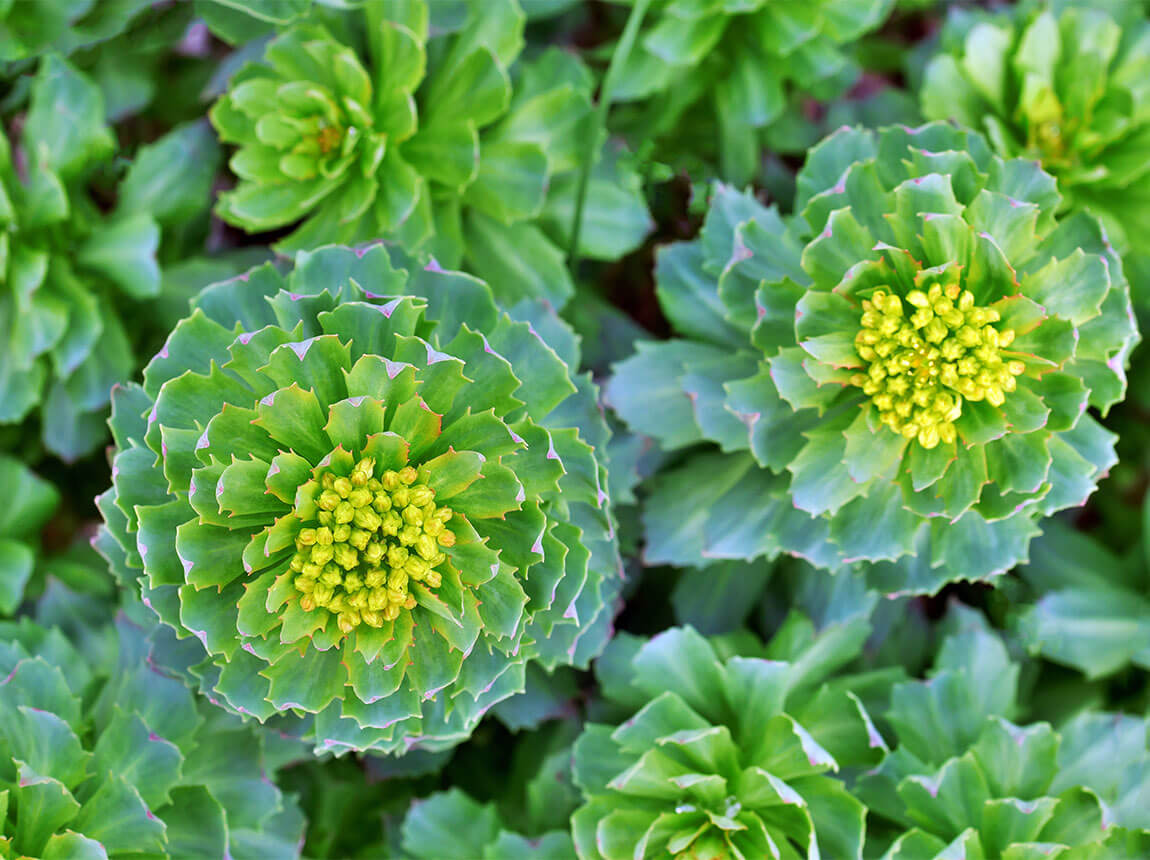Rhodiola rosea